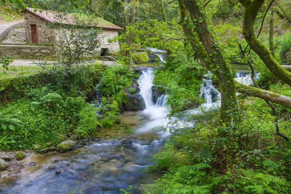 Spanya Galiçya Nın Meis Kasabasındaki Taş Yolu Ormanlarındaki Armenteira Nehri — Stok fotoğraf