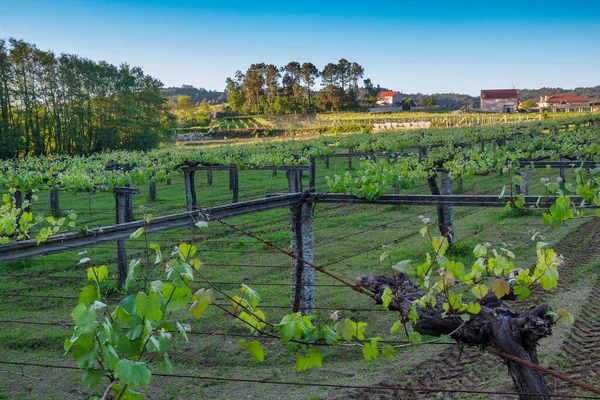 Vigneto Allevato Pali Nel Villaggio Rurale Barrantes Galizia Spagna — Foto Stock