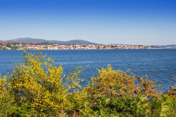 Rianxo City Blossoming Spring Vegetation Neixon Cape Arousa Estuary Galicia — Stock Photo, Image