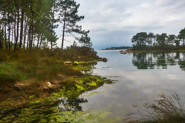Dennenbomen Grenzend Aan Salinas Kwelder Arousa Eiland Galicië Spanje — Stockfoto