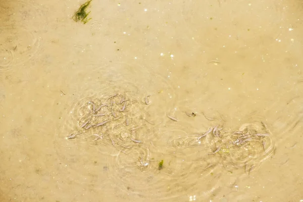 Fondo Peces Nadando Sobre Arena Aguas Poco Profundas — Foto de Stock