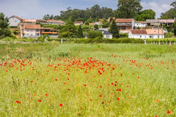 Voorjaar Klaprozen Verspreid Rood Landbouwgronden Van Oubina Dorp Vilanova Arousa — Stockfoto