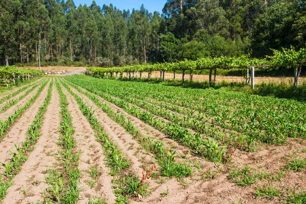 Cultivo Maíz Vid Eucalipto Las Tierras Cultivo Ciudad Ribadumia Galicia — Foto de Stock