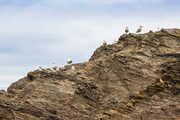 Möwen Schwärmen Auf Dem Schieferfelsen — Stockfoto