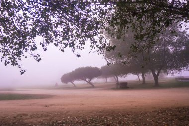 Arousa Adası 'ndaki Bao parkındaki ağaçlar sisli.