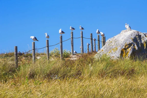 Gelbbbeinige Möwen Auf Den Schutzpfosten Der Düne Von Areoso — Stockfoto