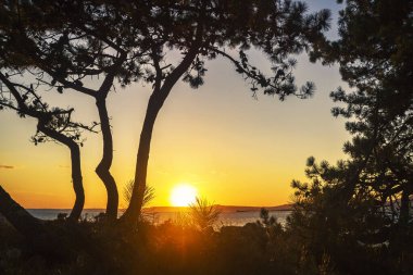 Arousa Körfezi 'ndeki çam ağaçları arasında altın gün batımı