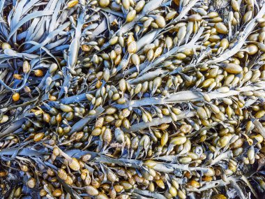 Feamainn bhu, rockweed veya düğüm yosunu, Ascophyllum nodosum