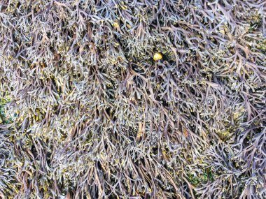 Kahverengi alg kanallı çatlak Pelvetia kanalı bir arkaplan ve doku oluşturuyor