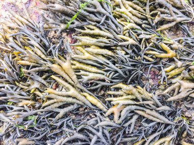 Pelvetia kanalının arka planı ve dokusu bir kıyı kayası üzerinde büyüyor.