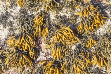 Kanallı yosun Pelvetia kanalının arkaplan ve dokusu