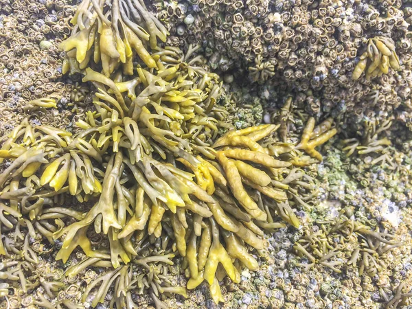 Brown Alga Channelled Wrack Pelvetia Canaliculata Growing Coastal Rocks Galicia — Stock Photo, Image