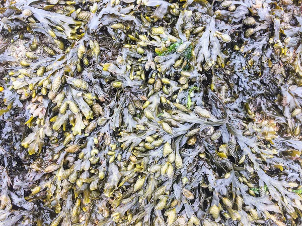 Fundo Textura Bexiga Molhada Wrack Fucus Vesiculosu — Fotografia de Stock