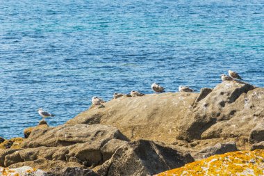 Yetişkinler izlerken genç martılar dinleniyor.