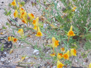 Toadflax veya sarı gelin bitkileri, Linaria arenaria, Arousa Adası, İspanya 'da kıyı kum tepelerinde yetişir.
