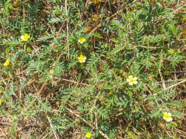 Keçi kafası, bindii veya caltrop bitkisi, Tribulus terrestris, Galiçya, İspanya 'da yetişiyor.