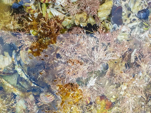 Wapienne Czerwone Wodorosty Corallina Officinalis Rośnie Stawie Pływowym Obrazy Stockowe bez tantiem