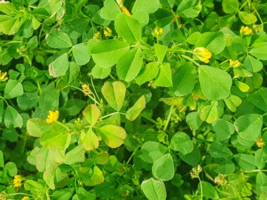 Kaliforniya kazyonca bitkisi, Medicago polymorpha, Galiçya, İspanya 'da yetişiyor.