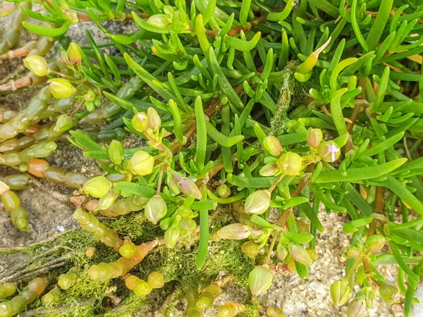 Salt sandspurry plant, Spergularia marina, growing in Arousa Island, Galicia, Spain