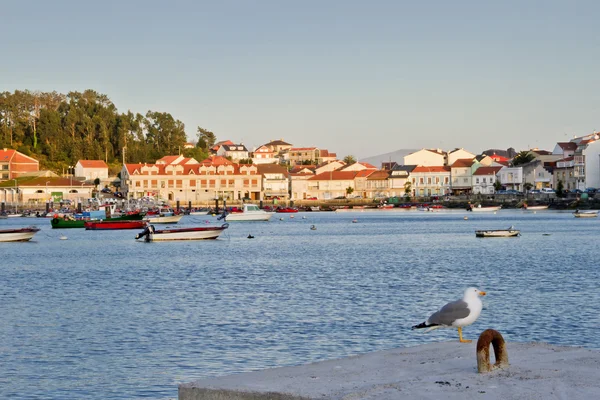 Gaviota en el puerto —  Fotos de Stock