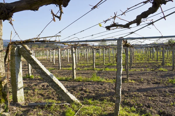 Sotto la vigna — Foto Stock