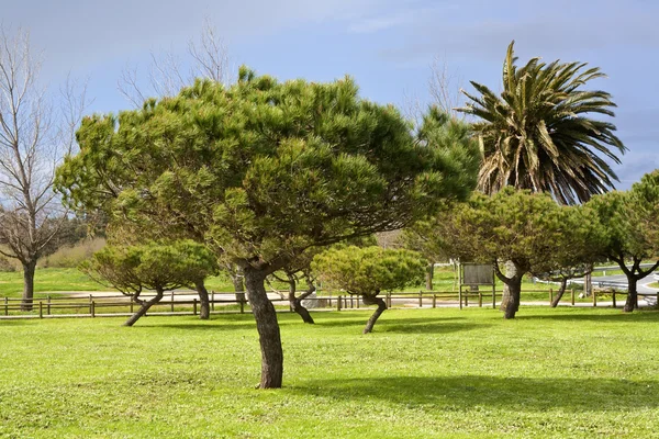 Bomen op het park — Stockfoto