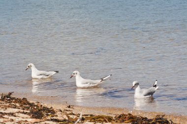 Üç martılar hizalı