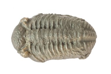 Trilobite Colpocoryphe grandis clipart