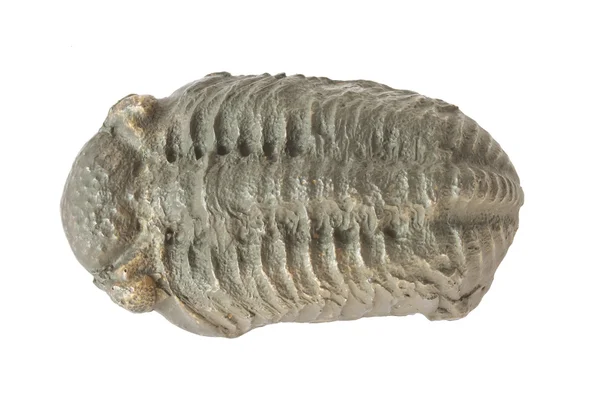 Trilobite Colpocoryphe grandis — Stockfoto