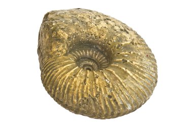 Sarmal Tarih öncesi Ammonit