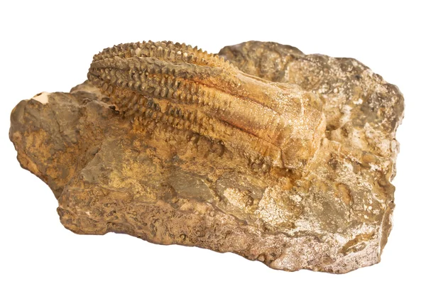 Prehixtoric Crinoid 화석 — 스톡 사진