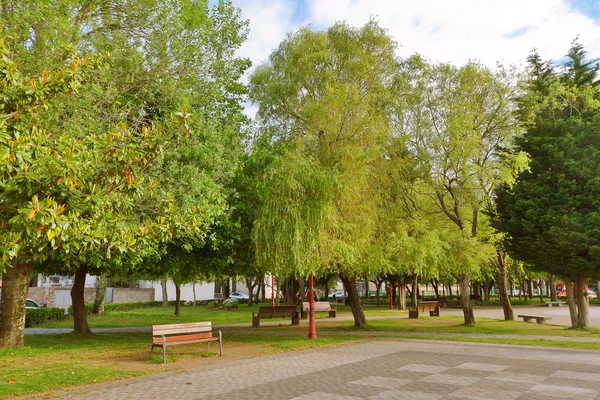 Träd på Umbrio trädgård — Stockfoto
