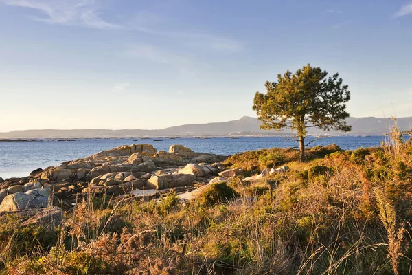 Pino sulla costa — Foto Stock