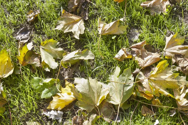 Foglie autunnali sull'erba — Foto Stock