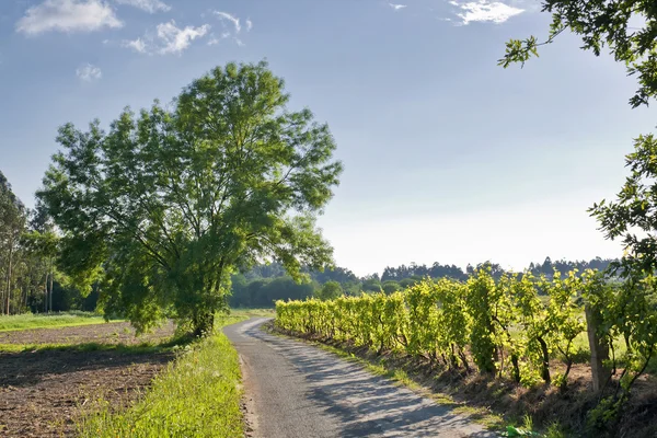 Strada rurale verde — Foto Stock