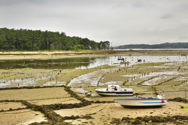 Carril tarım kabuklu deniz ürünleri