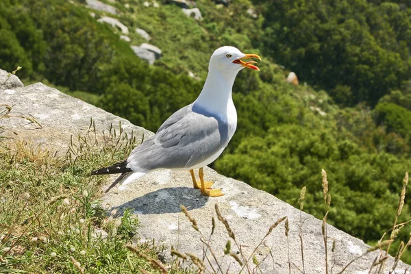 Gaviota de patas amarillas — Foto de Stock