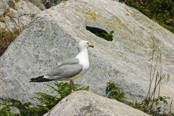 Das Nest bewachen — Stockfoto