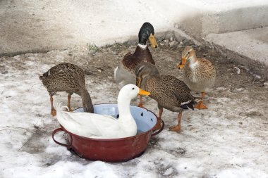 Evcil ördekler bir karda