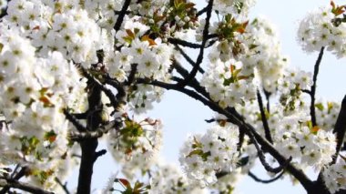 Baharın kiraz çiçekleri