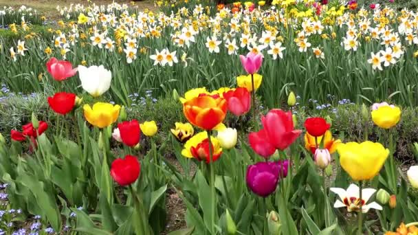 Kleurrijke tulpen bloemen — Stockvideo