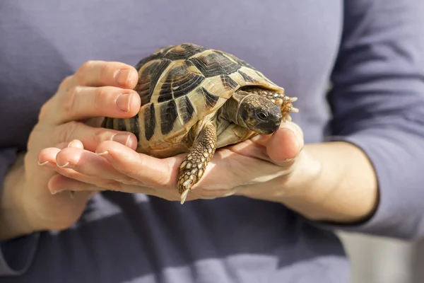 Черепахи в руках женщины — стоковое фото