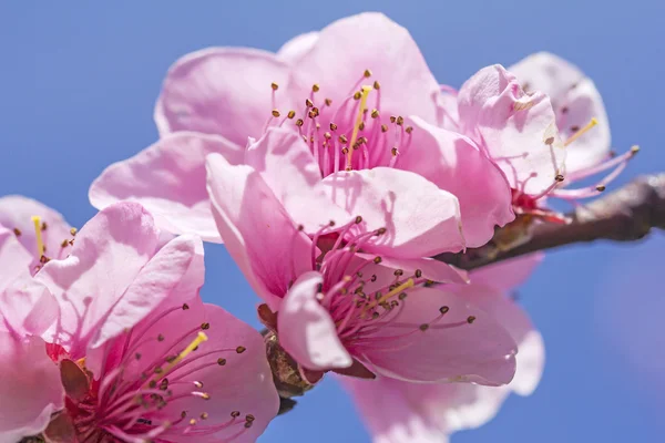 満開の桜 ストック写真