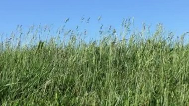 Yeşil otlar rüzgarda taşıma
