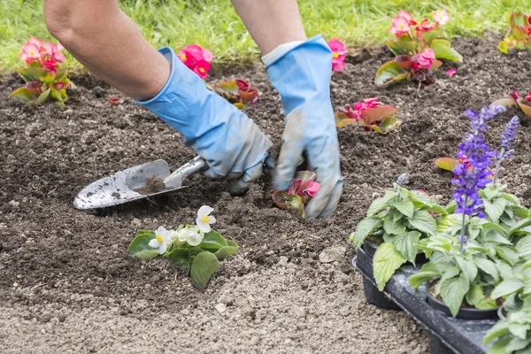 Planten van bloemen in het city park — Stockfoto