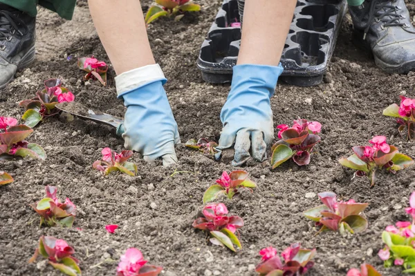 Plantando flores no parque da cidade — Fotografia de Stock