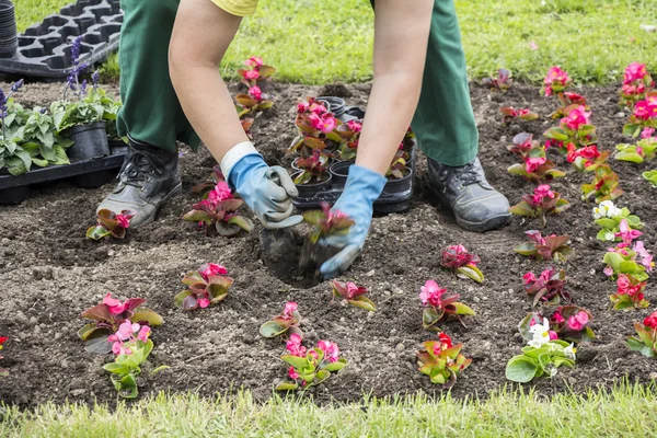 Planting flowers  at city park — Stock Photo, Image