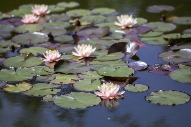 Waterlily lotus on a water clipart
