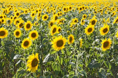 Ayçiçeği alan arka plan olarak