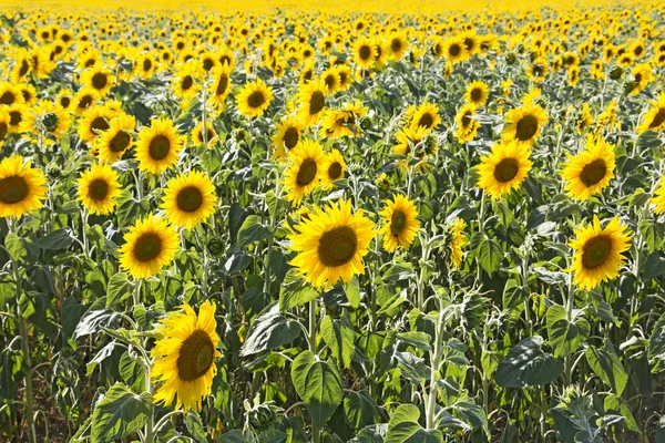 Ayçiçeği alan arka plan olarak